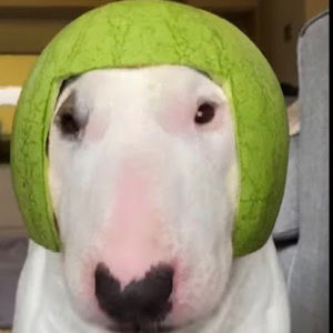 Meet your Posher, Joe